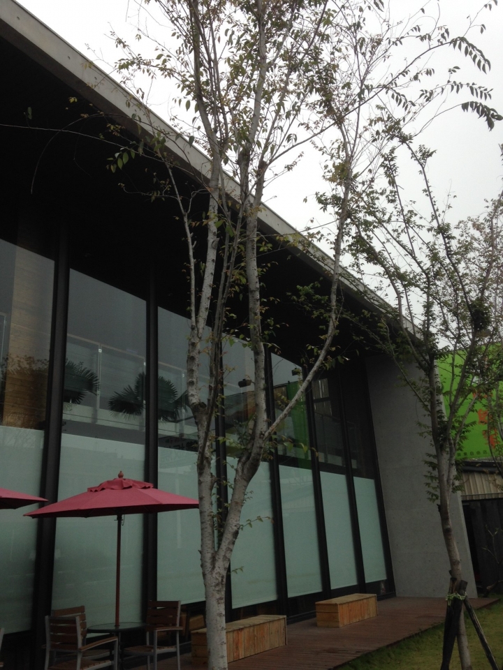 請問各位大大這是那一種樹種???