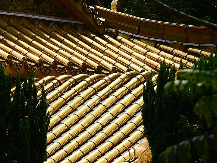 Nikon P900金光閃閃黃金琉璃瓦、牛車輪轉轉一整個湖，轉轉好運來！(補充4月26日花旗木盛開景況)