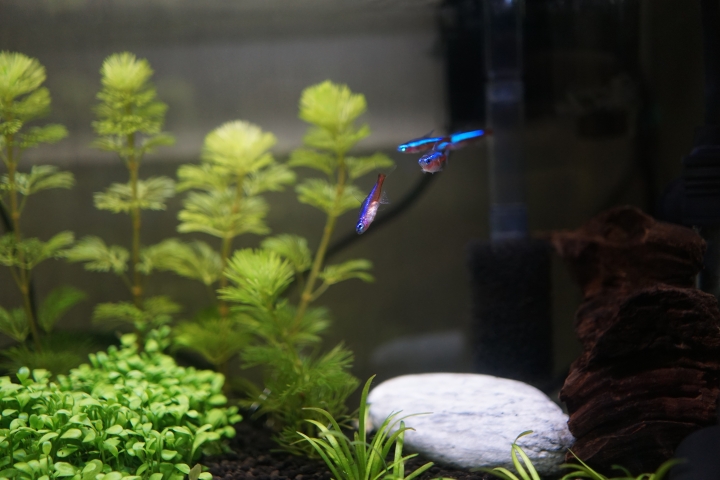 水草和燈魚缸  第5天健檢