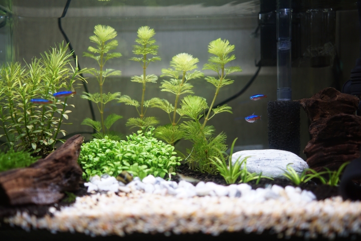 水草和燈魚缸  第5天健檢