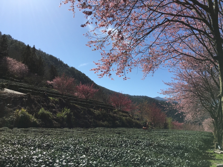 0302 武陵櫻花加台灣燈會1日遊