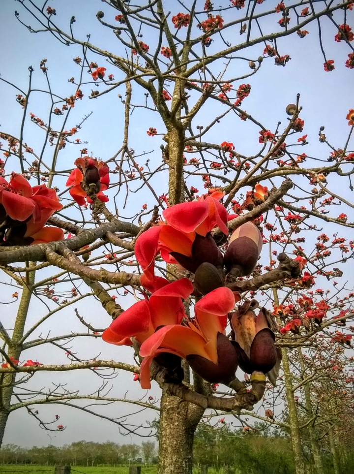 木棉花-高鐵台南站歸仁十五路3月31更新