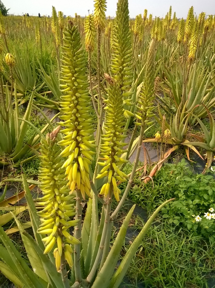 清新蘆薈園-台南市安南區