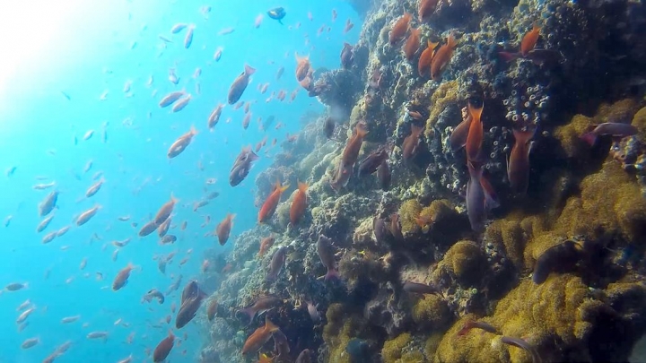 2016 Puerto Galera Mindoro Philippines