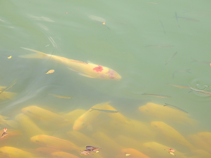 Nikon P900金光閃閃黃金琉璃瓦、牛車輪轉轉一整個湖，轉轉好運來！(補充4月26日花旗木盛開景況)