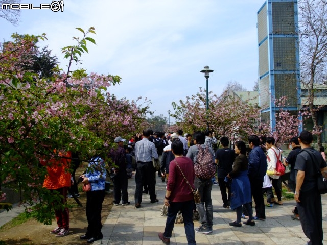 新竹市區櫻花開