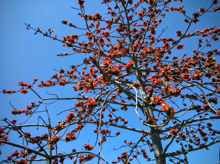 巴克禮公園 日日櫻4月11更新