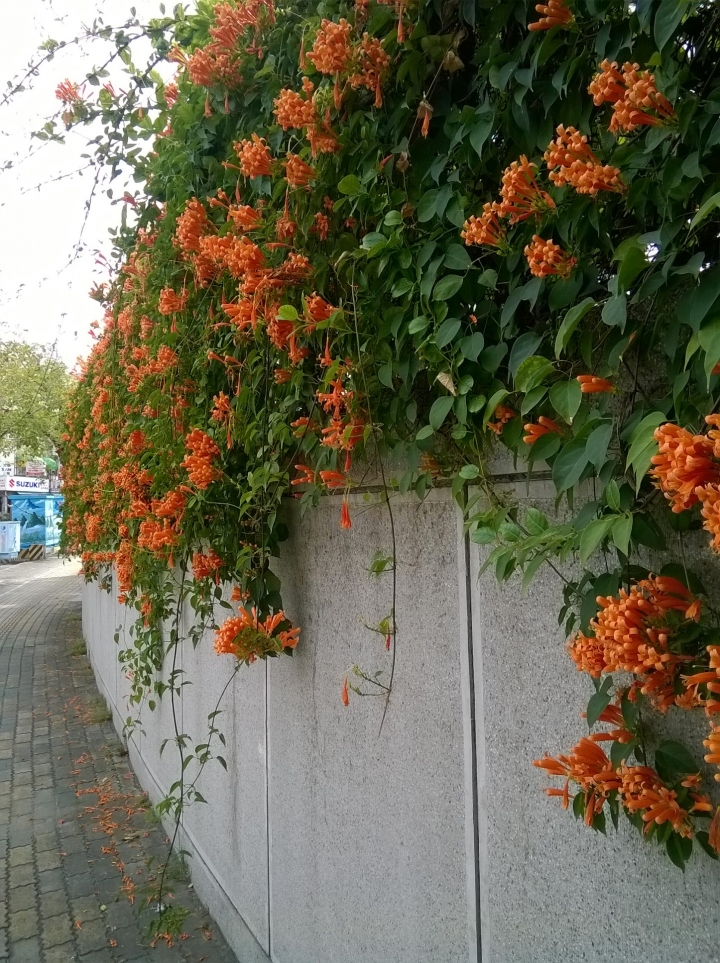 台南市南大附小-炮仗花 知事官邸-煙火花