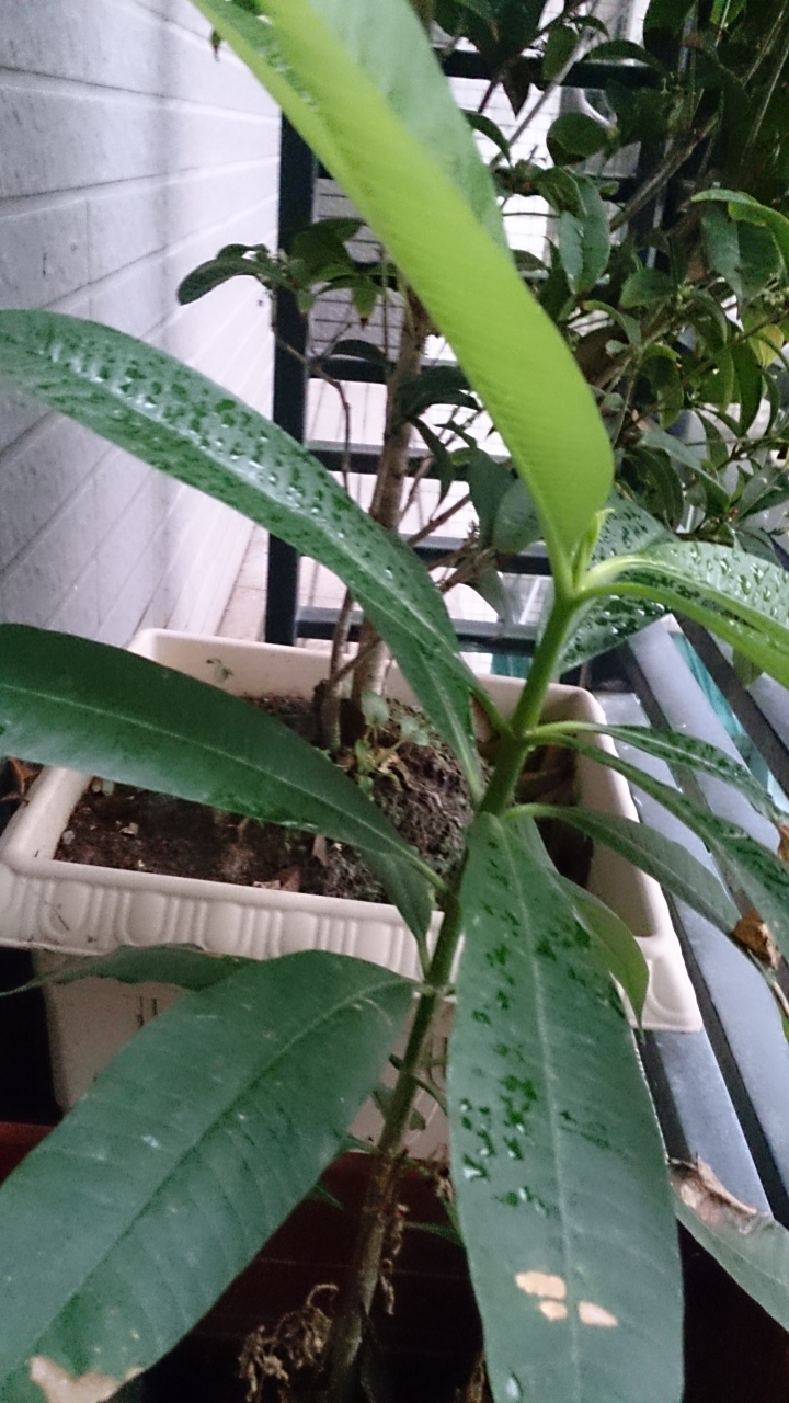 這是什麼植物??