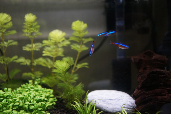 水草和燈魚缸  第5天健檢