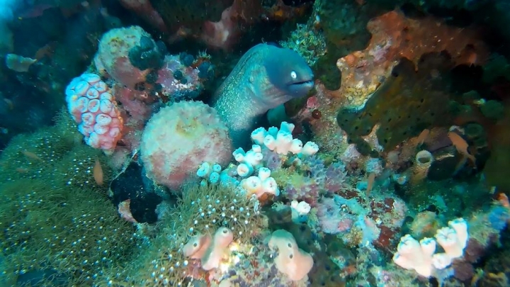2016 Puerto Galera Mindoro Philippines