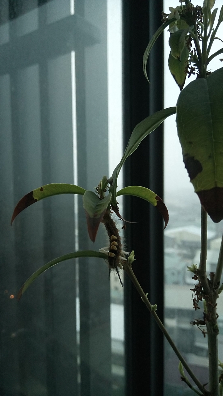 達人們…請問圖片中桂花怎麼了？如何拯救？