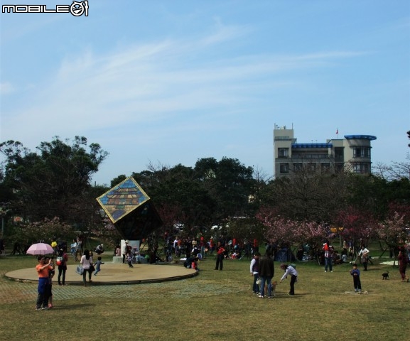 新竹市區櫻花開