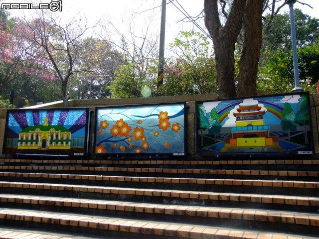 新竹市區櫻花開