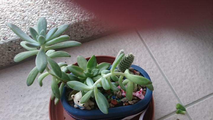 請問小盆栽植物名字？