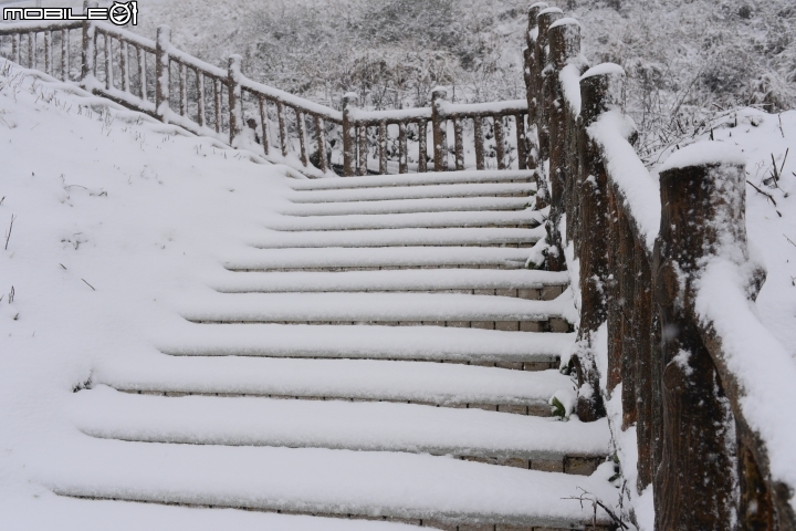 Ford kuga 2WD 合歡山賞雪