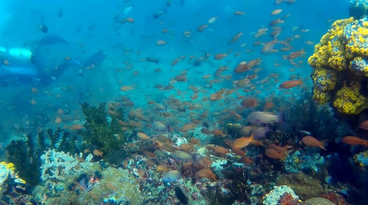 2016 Puerto Galera Mindoro Philippines
