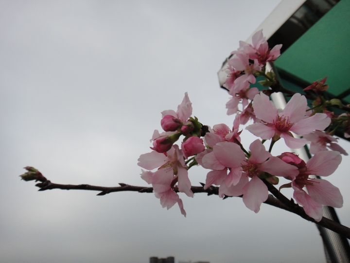富士櫻開花了