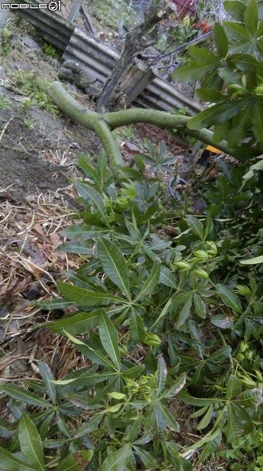 馬拉巴栗的樹幹應用?