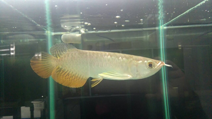 幫我看這隻小龍魚