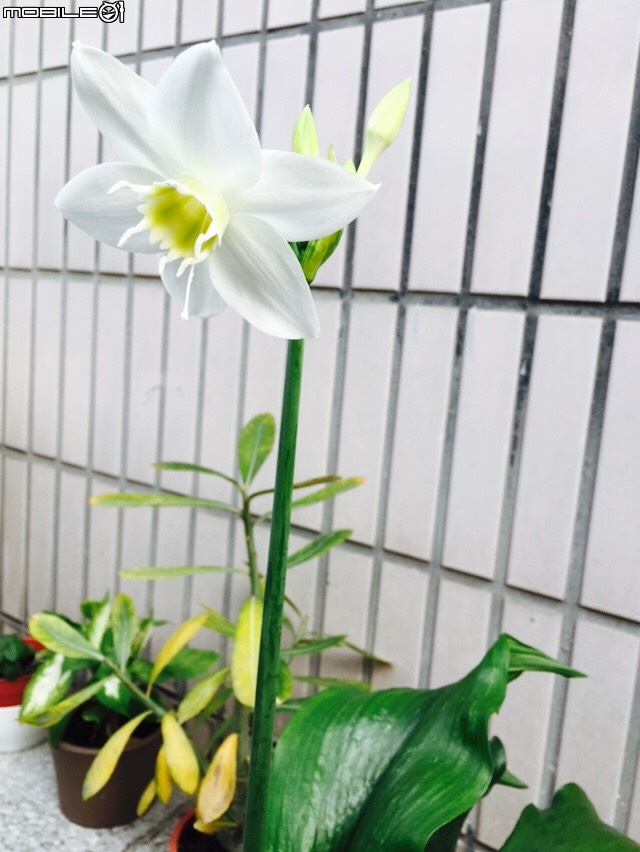 請問這是什麼花??