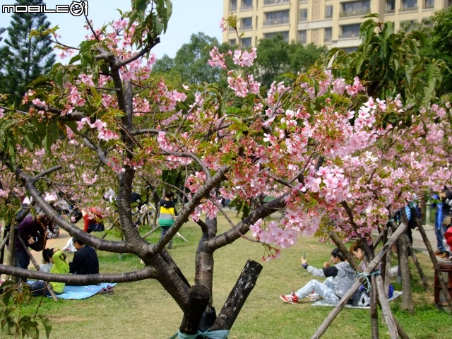 新竹市區櫻花開