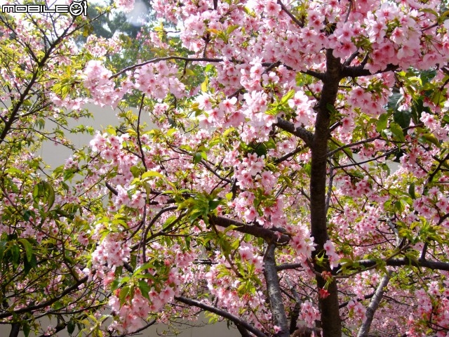 新竹市區櫻花開