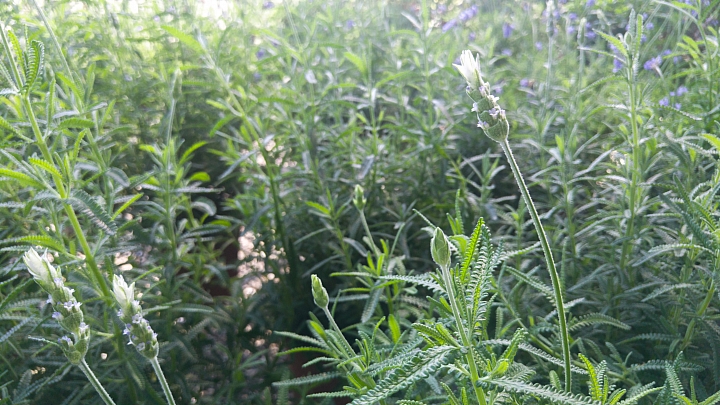 [ 櫻花 ]  富士櫻