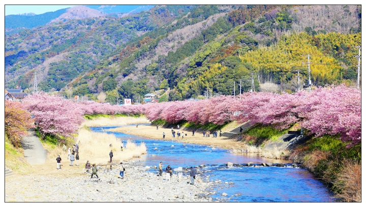 [SKYWAVE TYPE-S]日本 靜岡―伊豆追櫻「河津櫻花見旅」
