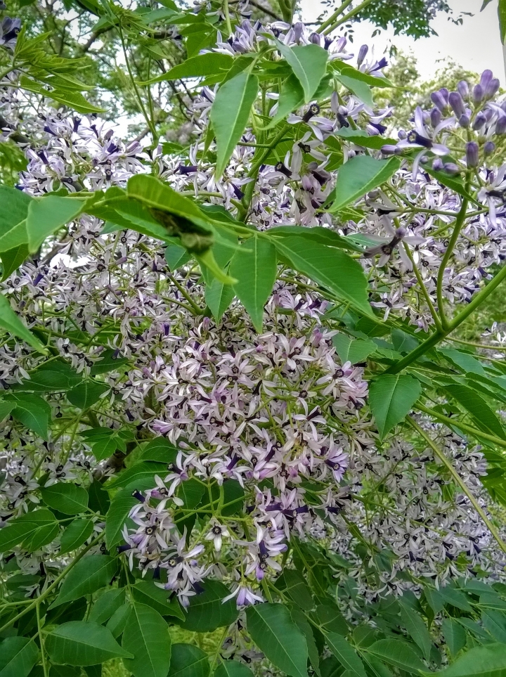 木棉花-高鐵台南站歸仁十五路3月31更新