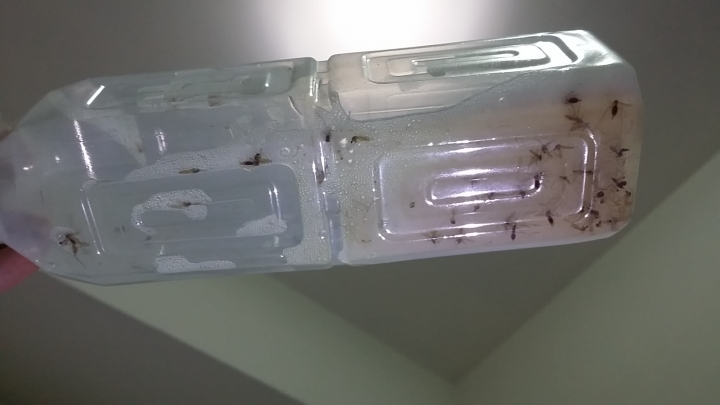 強力徵求驅紋妙方---內有噁心圖片慎入
