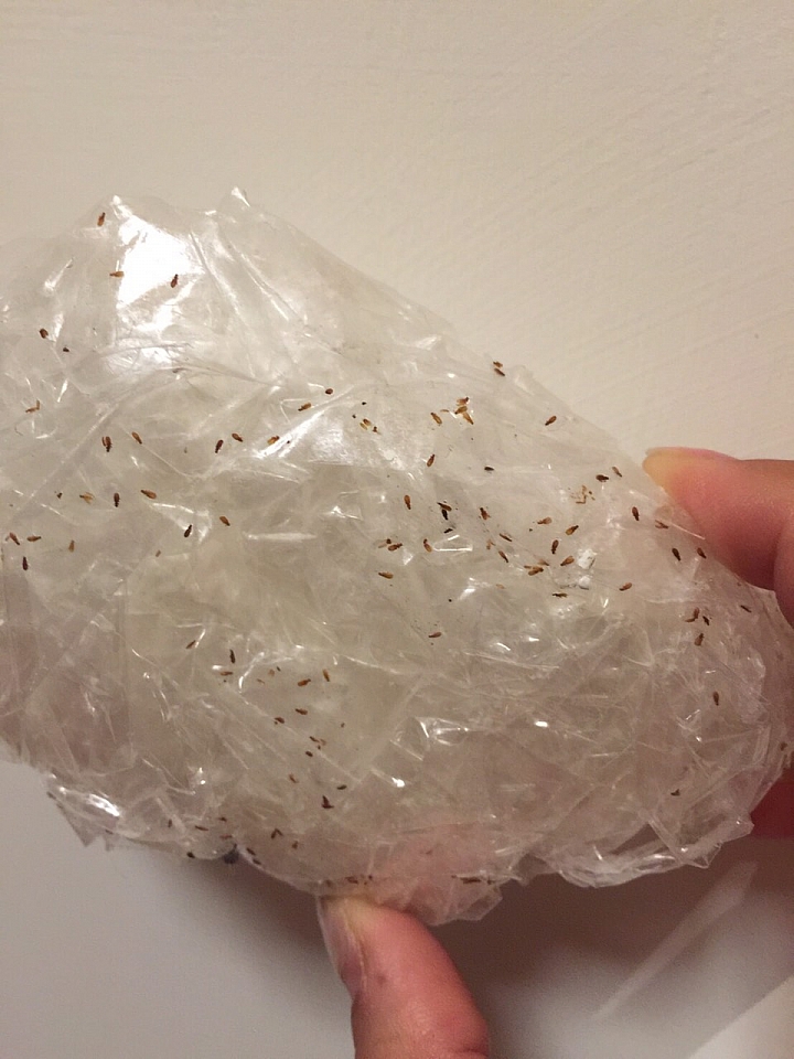 「蟲圖慎入」，幫忙鑑定哪種蟲！以及怎麼處理啊！？