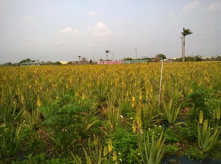 清新蘆薈園-台南市安南區