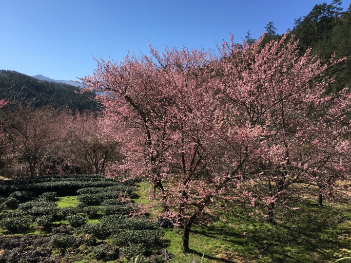 0302 武陵櫻花加台灣燈會1日遊