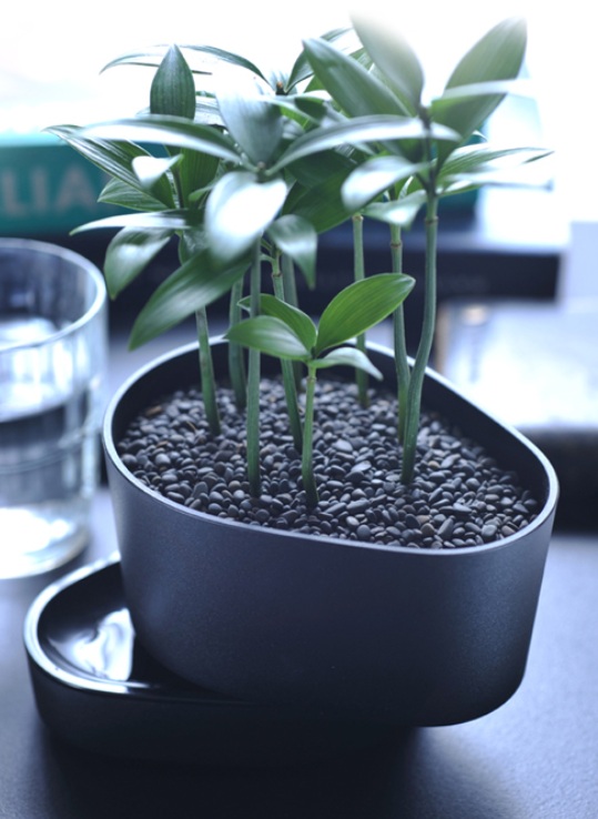 請問植物名稱