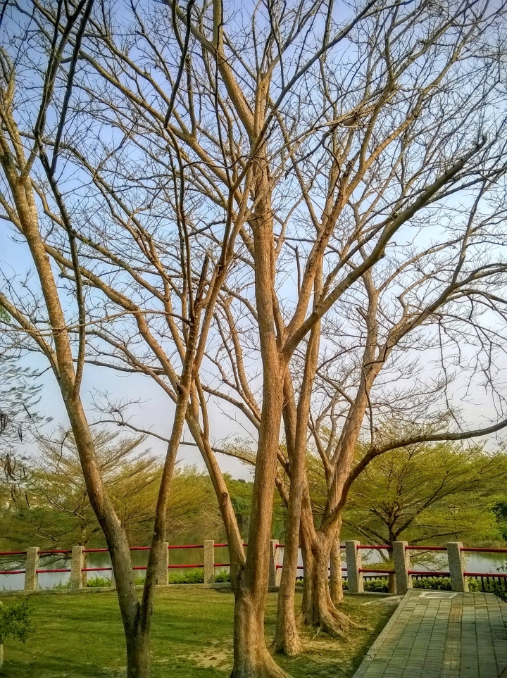苦楝花 台南市關廟大潭埤旺萊公園3月30更新