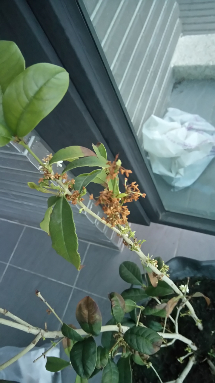 達人們…請問圖片中桂花怎麼了？如何拯救？