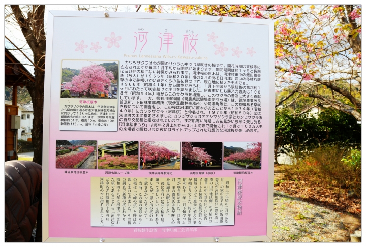 [SKYWAVE TYPE-S]日本 靜岡―伊豆追櫻「河津櫻花見旅」