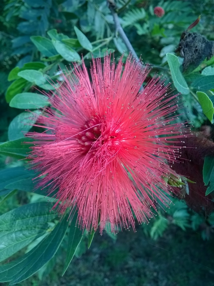 苦楝花 台南市關廟大潭埤旺萊公園3月30更新