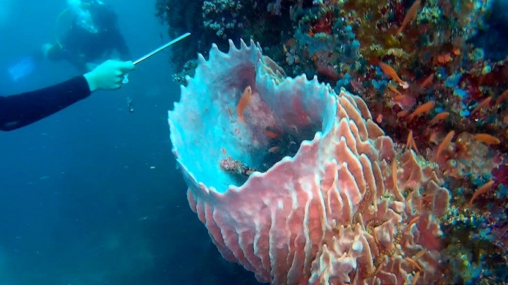 2016 Puerto Galera Mindoro Philippines