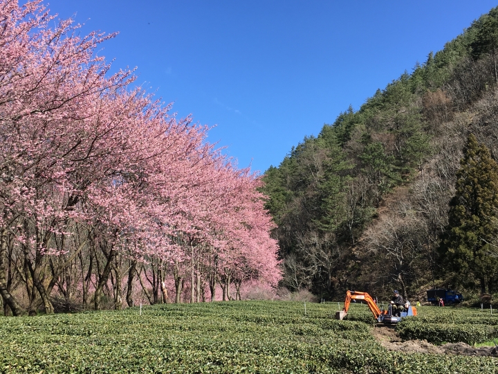 0302 武陵櫻花加台灣燈會1日遊