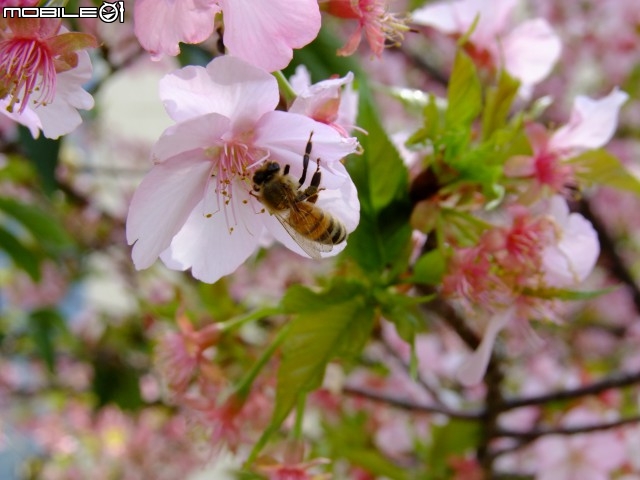 新竹市區櫻花開