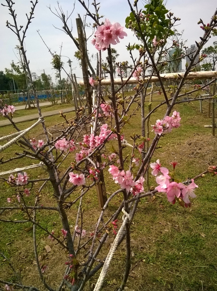 巴克禮公園 日日櫻4月11更新