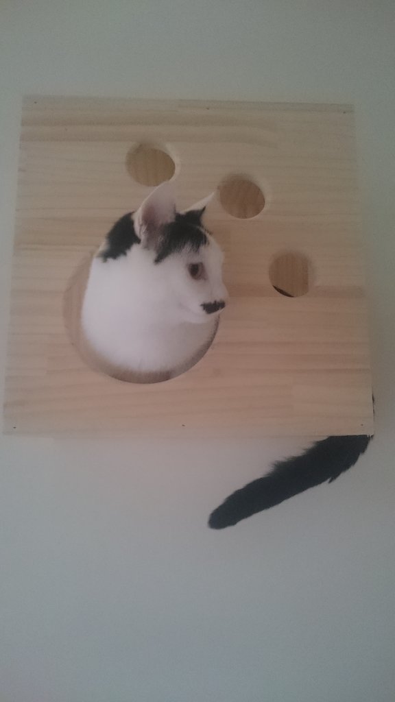 [開箱]3胖與貓奴小窩