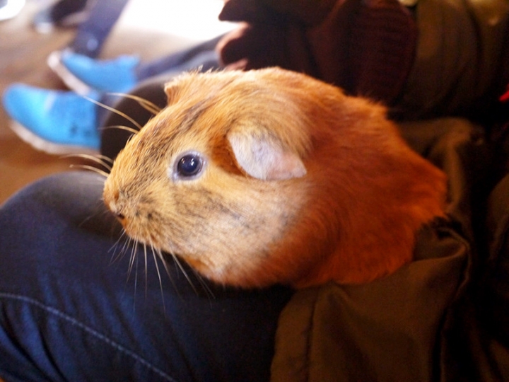 【日本 九州/大分】九州自然動物公園--餵食動物的近距離接觸