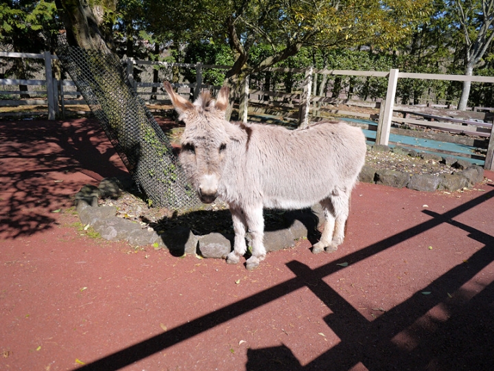 【日本 九州/大分】九州自然動物公園--餵食動物的近距離接觸
