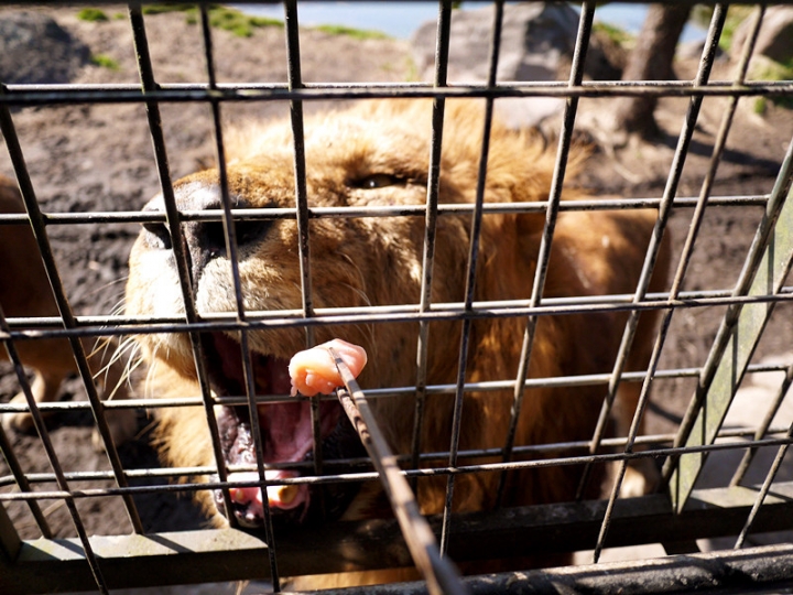 【日本 九州/大分】九州自然動物公園--餵食動物的近距離接觸