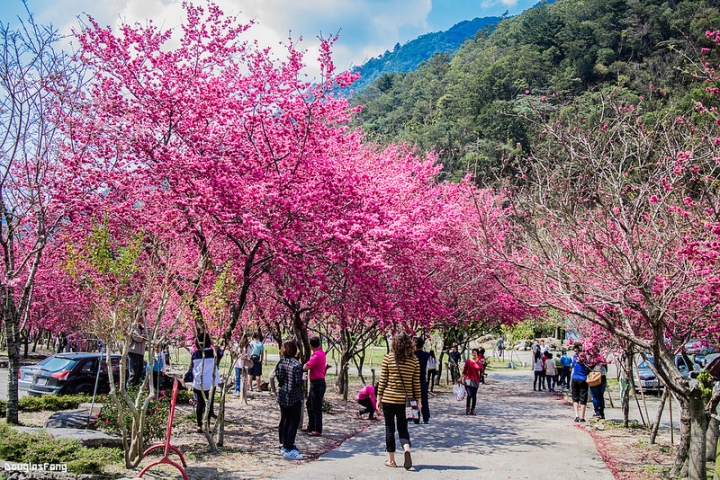 【遊記│南投埔里】箱根溫泉生活館/賞櫻景點@櫻花盛開的埔霧公路