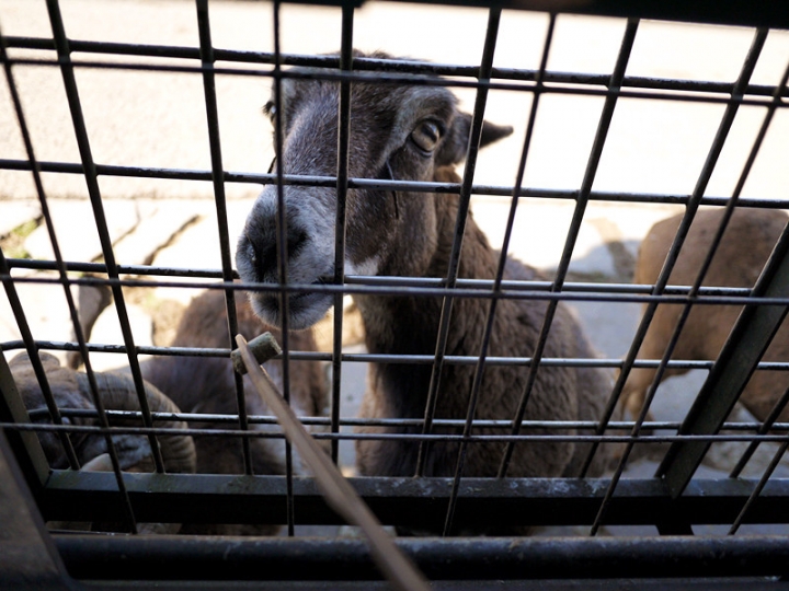 【日本 九州/大分】九州自然動物公園--餵食動物的近距離接觸
