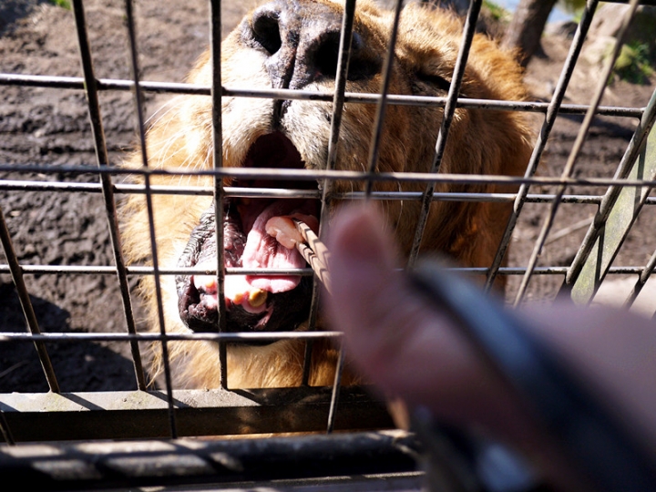 【日本 九州/大分】九州自然動物公園--餵食動物的近距離接觸